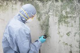 Why You Should Choose Our Mold Remediation Services in Kennedale, TX